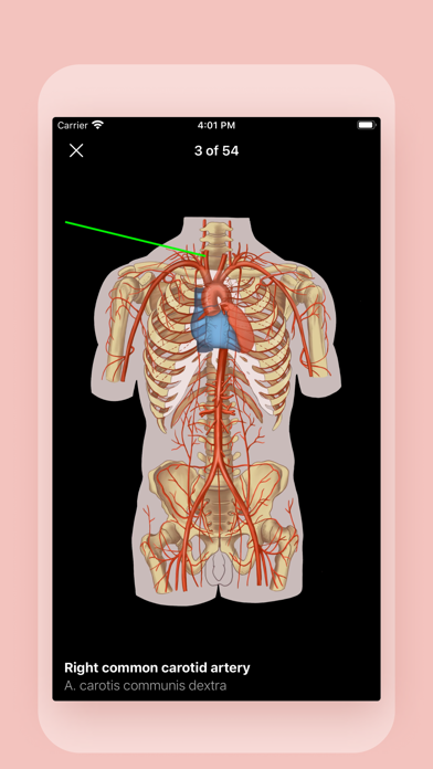 Easy Anatomy 3D screenshot 1