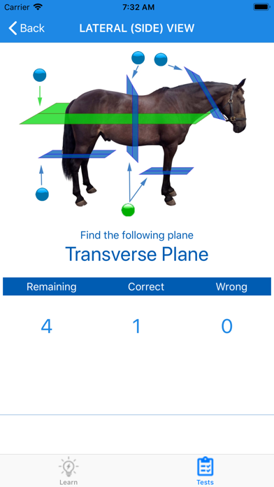 Equine Anatomy Learning Aid screenshot 1