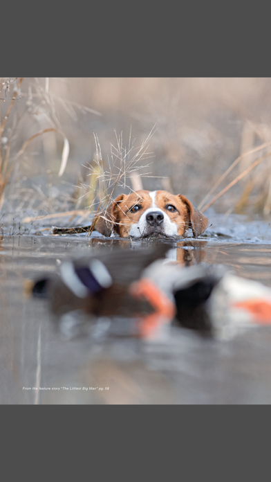Gun Dog Magazine screenshot 4