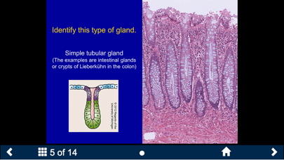 Histology - Basic Tissues screenshot 2