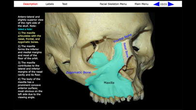 Human Skeleton: Gross Anatomy screenshot 6