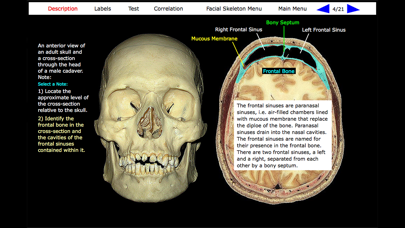 Human Skeleton: Gross Anatomy screenshot 10