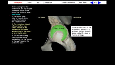 Human Skeleton: Gross Anatomy screenshot 2