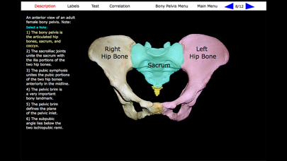 Human Skeleton: Gross Anatomy screenshot 5