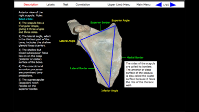 Human Skeleton: Gross Anatomy screenshot 3