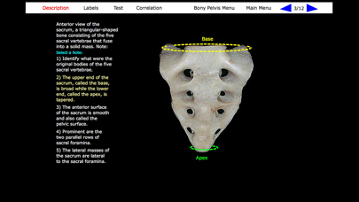 Human Skeleton: Gross Anatomy screenshot 4