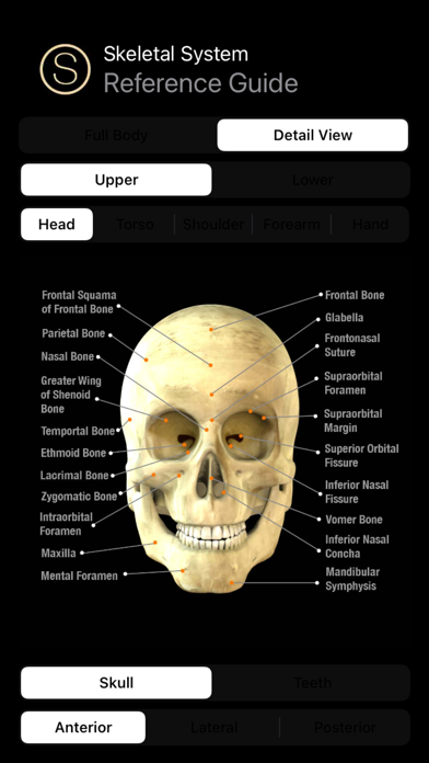 Human Skeleton Reference Guide screenshot 1