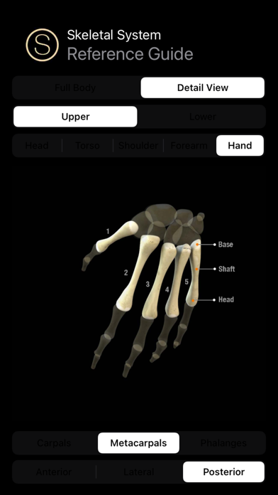 Human Skeleton Reference Guide screenshot 2