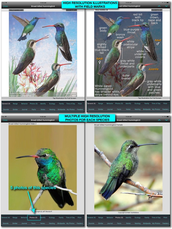 iBird Pro Guide to Birds screenshot 6