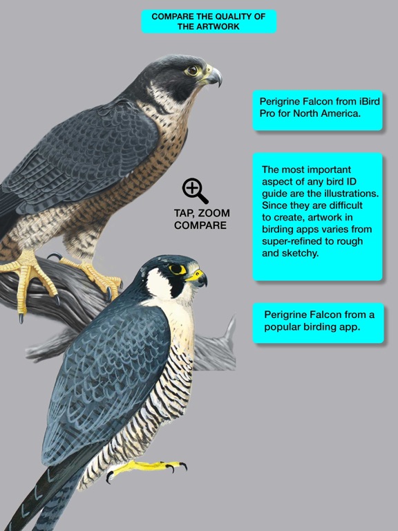 iBird Pro Guide to Birds screenshot 7