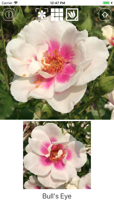 Instant Rose screenshot 3