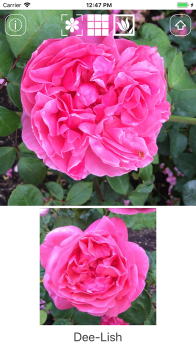 Instant Rose screenshot 4