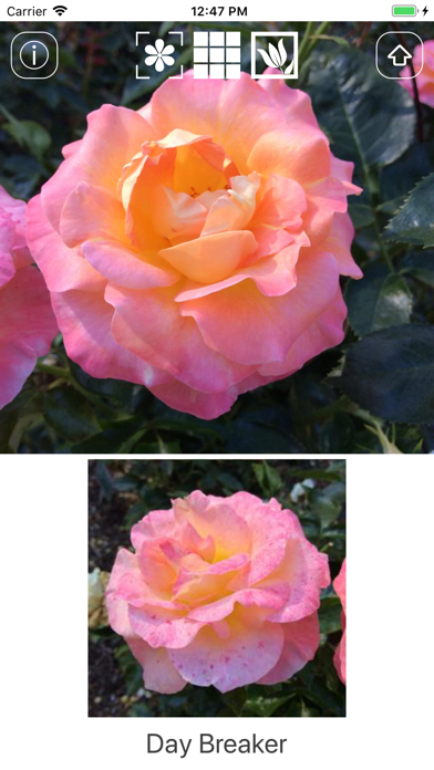 Instant Rose screenshot 5