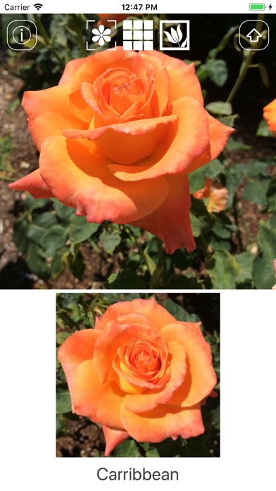 Instant Rose screenshot 2