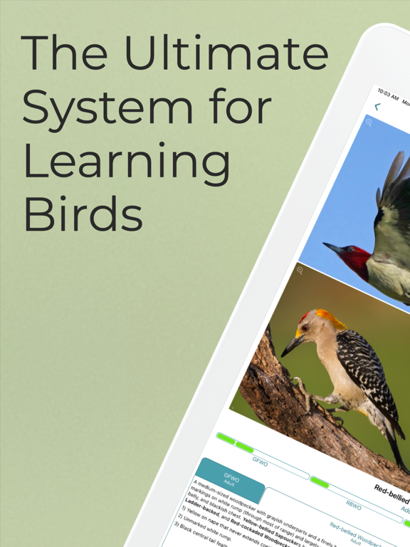 Learn Bird Watching—Larkwire screenshot 10