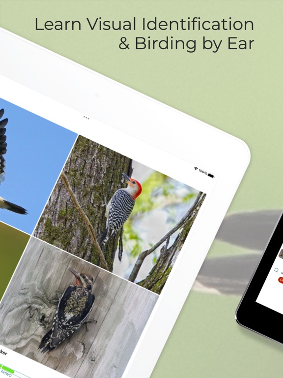 Learn Bird Watching—Larkwire screenshot 9