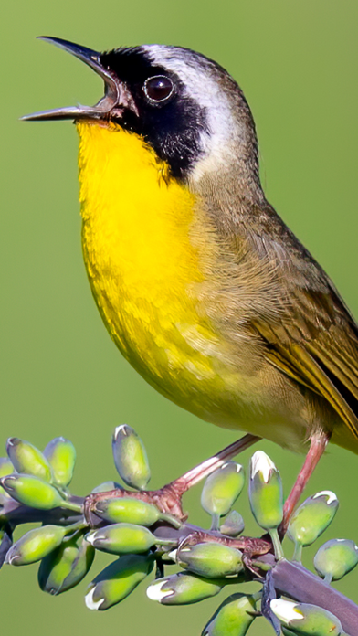 Merlin Bird ID by Cornell Lab screenshot 7