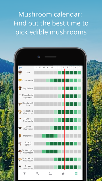 Mushroom Identificator screenshot 1