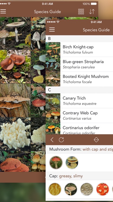 Mushrooms LITE - Field Guide screenshot 4