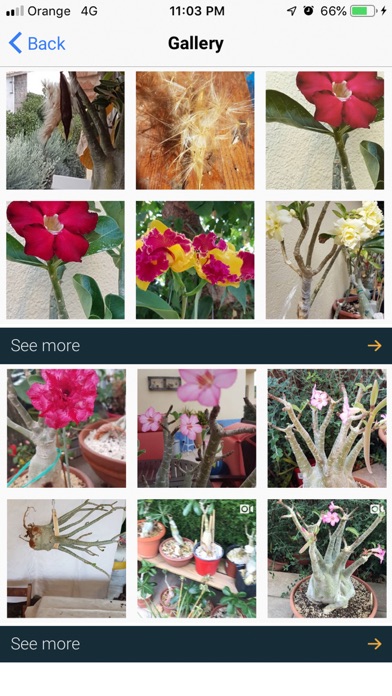 My Adeniums - Adenium care screenshot 2