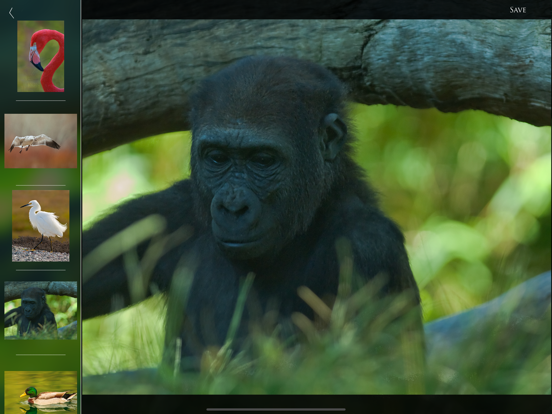 Nature and Wildlife Pictures screenshot 8