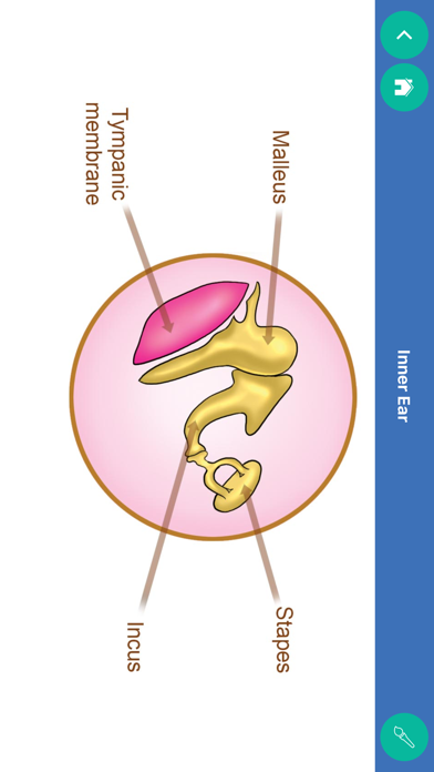 Orient ENT Counselling App screenshot 3
