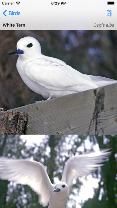 Palmyra Atoll Nature Guide screenshot 5