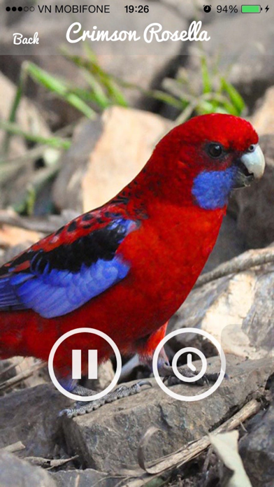 Parrot Sounds - Cockatoo,Caique,Kakariki screenshot 2