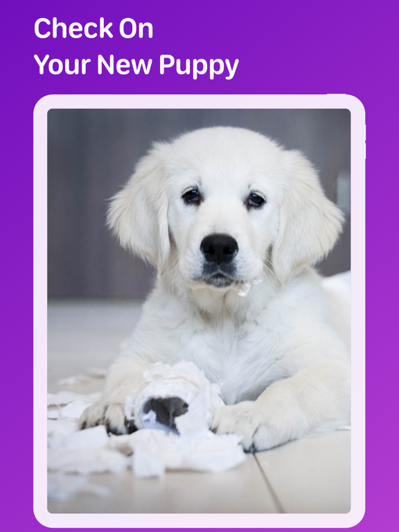 Pet Monitor VIGI screenshot 7