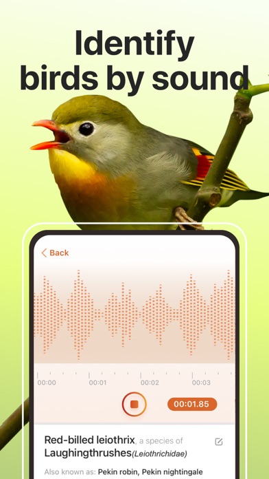 Picture Bird: Bird identifier screenshot 3
