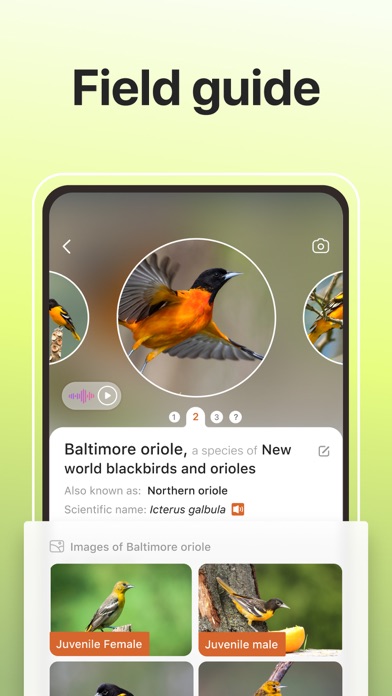 Picture Bird: Bird identifier screenshot 2