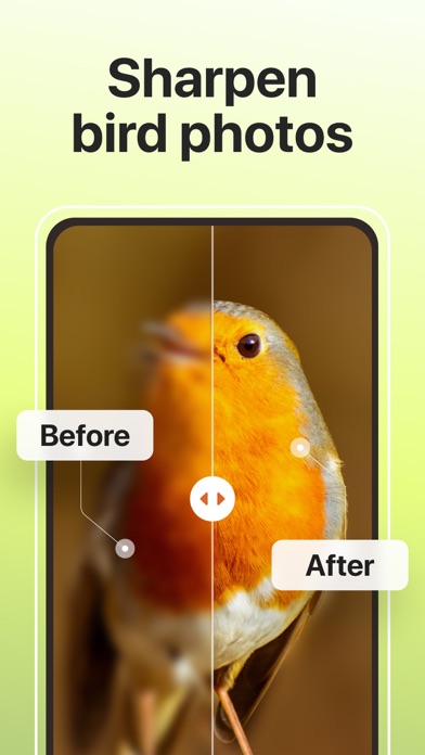 Picture Bird: Bird identifier screenshot 4