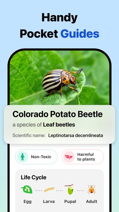 Picture Insect: Bug Identifier screenshot 3