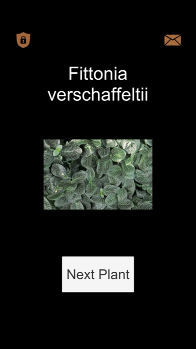 Plants: Tiling Puzzles screenshot 4