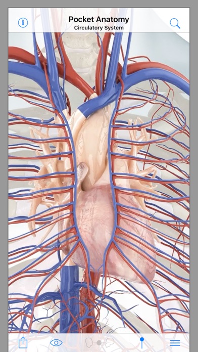 Pocket Anatomy screenshot 4