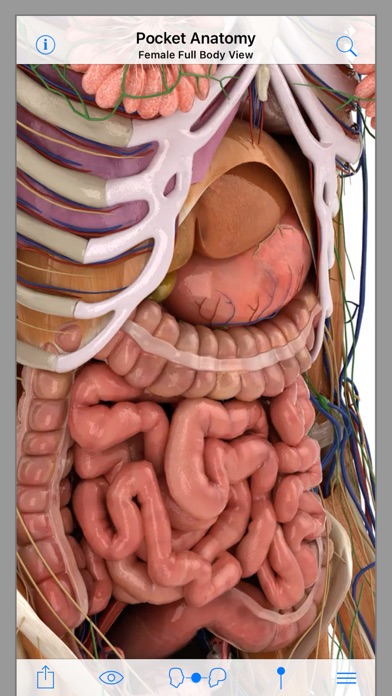 Pocket Anatomy screenshot 2