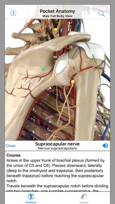 Pocket Anatomy screenshot 3