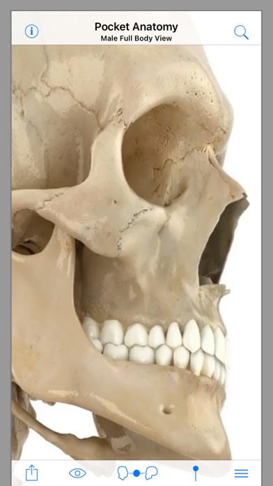 Pocket Anatomy screenshot 5