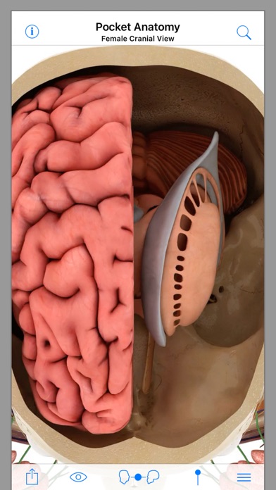 Pocket Anatomy screenshot 1