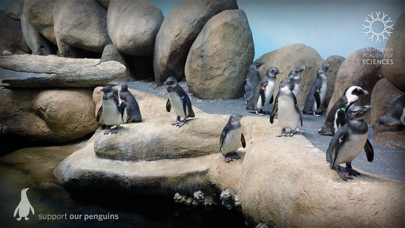 Pocket Penguins screenshot 2