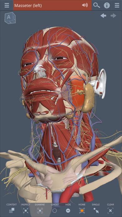 Primal's 3D Head & Neck screenshot 5