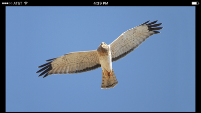 Raptor ID screenshot 2