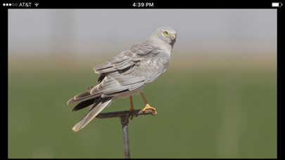 Raptor ID screenshot 3