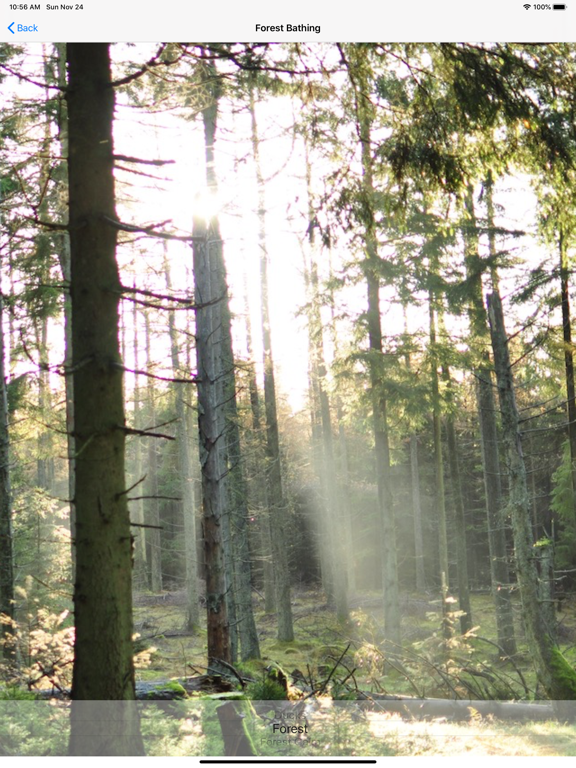 Shinrin-yoku - Forest Bathing screenshot 8
