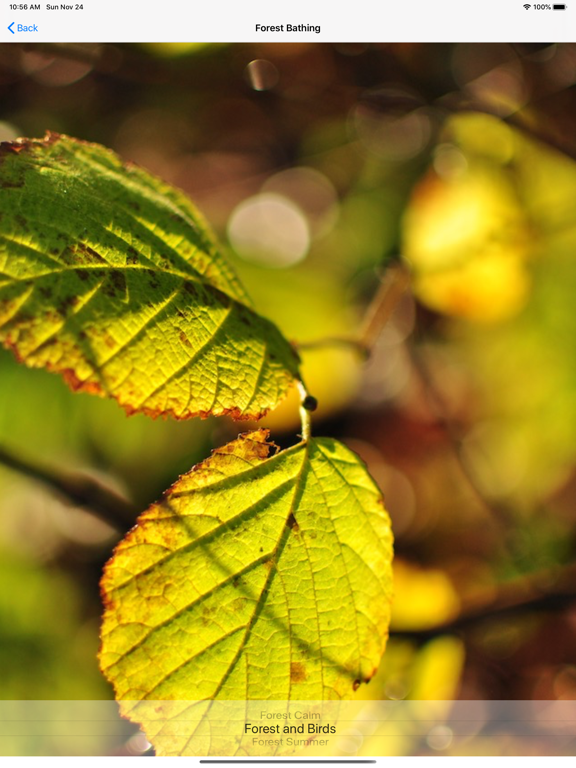 Shinrin-yoku - Forest Bathing screenshot 7