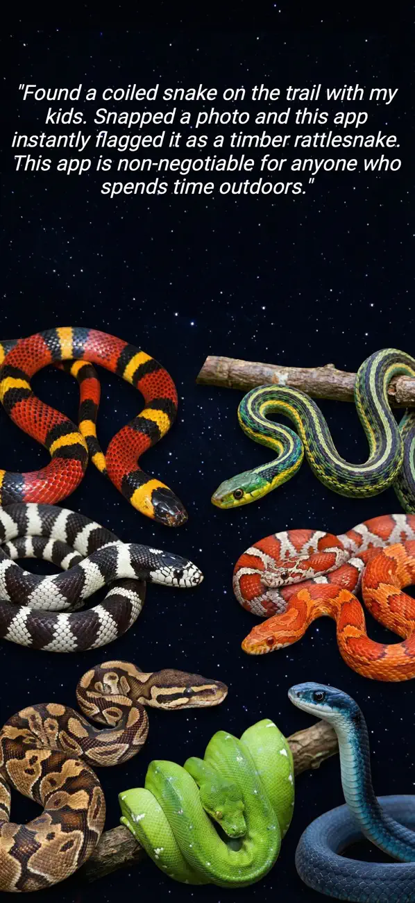 Snake Identifier: SlitherID screenshot 3