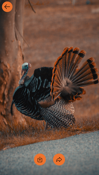 Thanksgiving Day 2025 Images screenshot 3