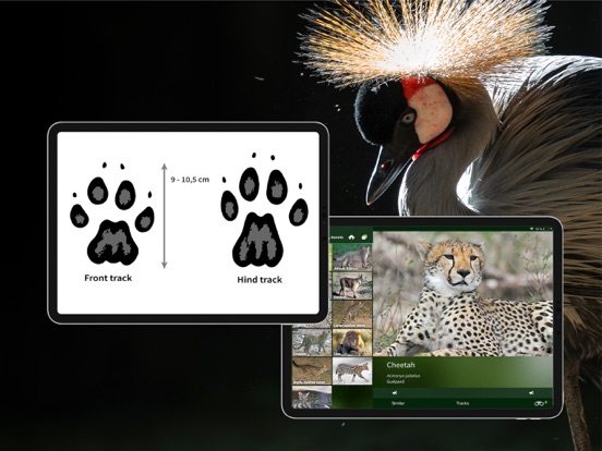 The Golden Safari Guide screenshot 1