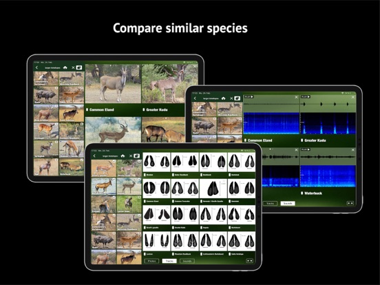 The Golden Safari Guide screenshot 5
