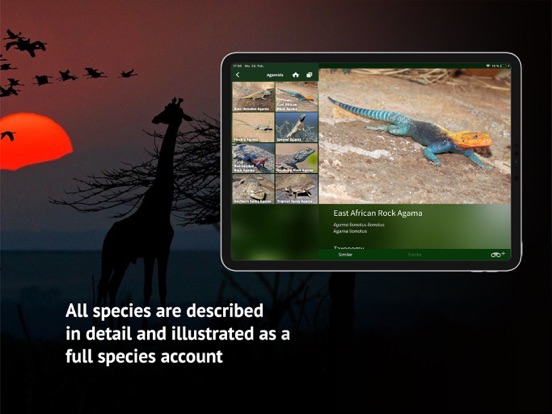 The Golden Safari Guide screenshot 3